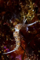 Caloria elegans. This species shows some color variation along its distribution range, having either pale or orange/red cerata. This individual shows a mixed variation with the cerata being pale in the middle but orange near the tip and base. 